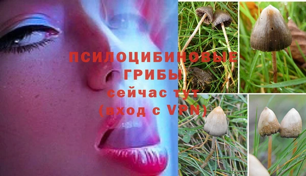 прущие крисы Медвежьегорск